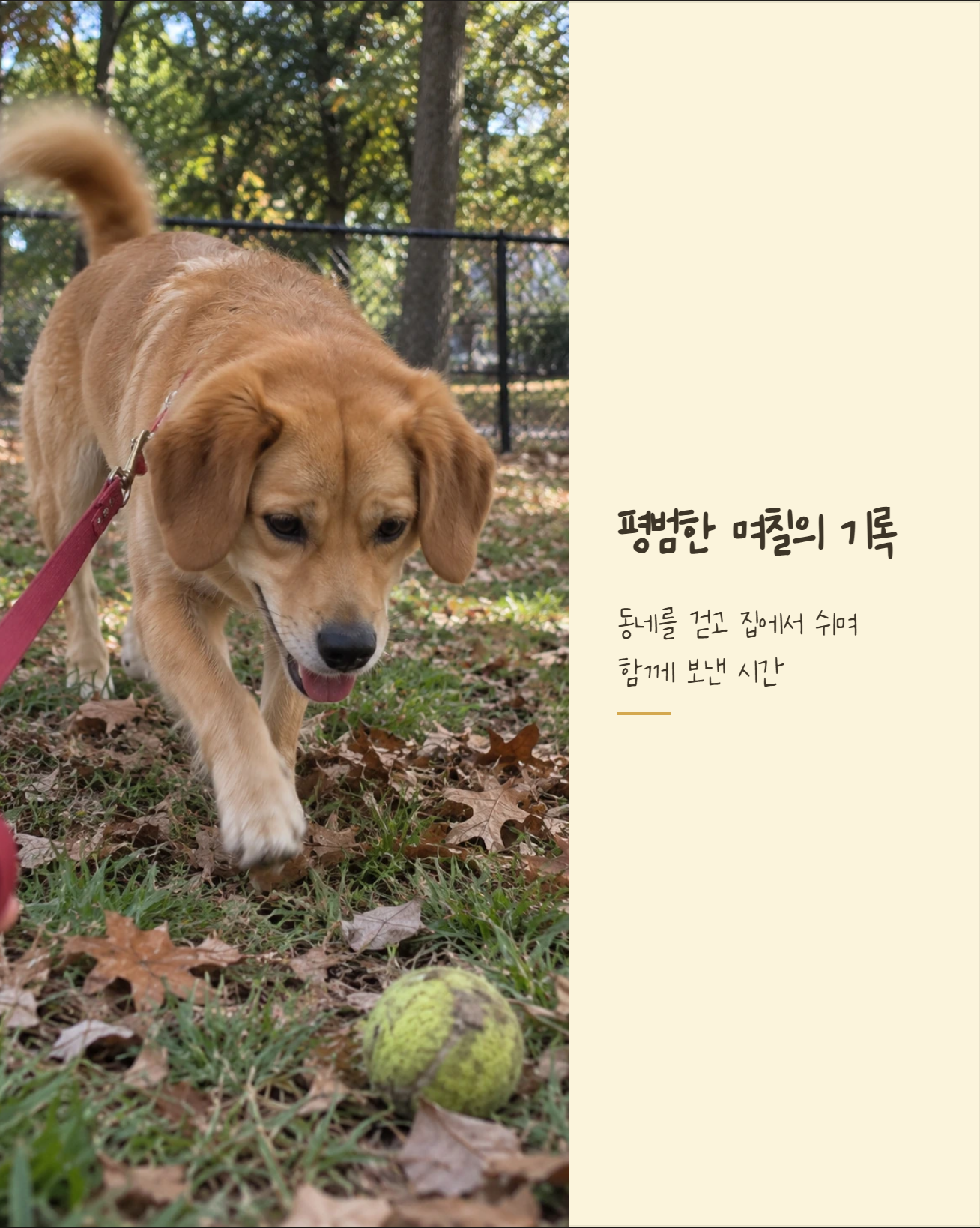 반려동물 일기